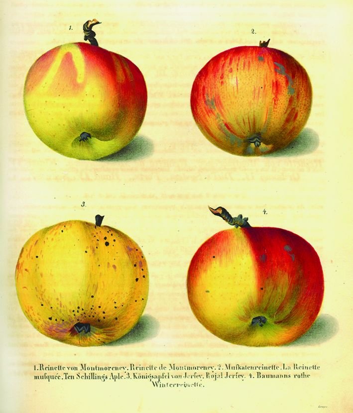 Eine Rarität aus der Pomologischen Bibliothek: Die drei Bände „Deutschlands Kernobstsorten“, 1833 – 1842, von J. B. Lexa von Aehrenthal enthalten kunstvoll handkolorierte Zeichnungen von Apfelsorten.