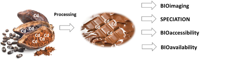 tracking cadmium from cocoa to the enterocyte