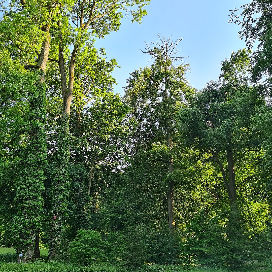 Aufgelichtete Buchenbestände im Park von Schloss Dyck.