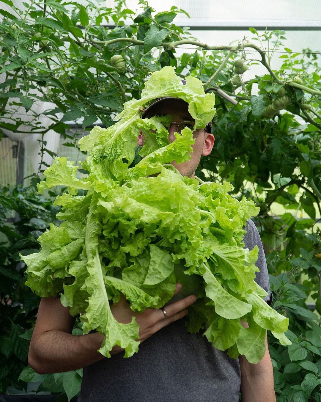 Ein Projektmitglied hält in einer Hand einen ca. 50cm (Durchmesser) großen Lollo Bianco Salat. Das Gesicht ist fast vollständig verdeckt. Im Hintergrund ca. 2m hohe Tomatenranken mit noch grünen Früchten.