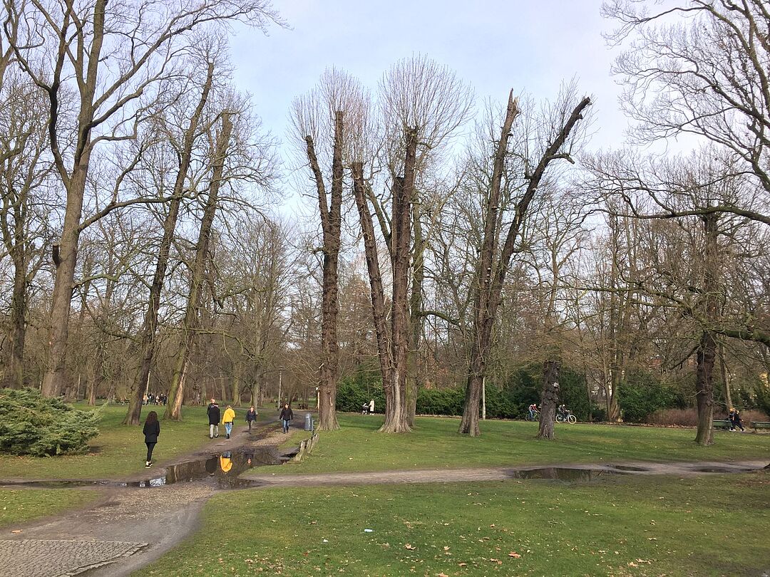 Gekürzte Kronen im Berliner Schlosspark Schönhausen 2023. 
