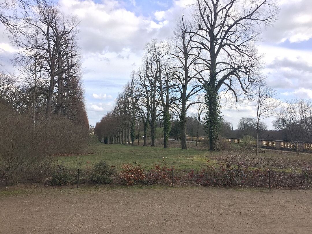 Zurückgenommene Kronen in der Lindenallee im Park Sanssouci