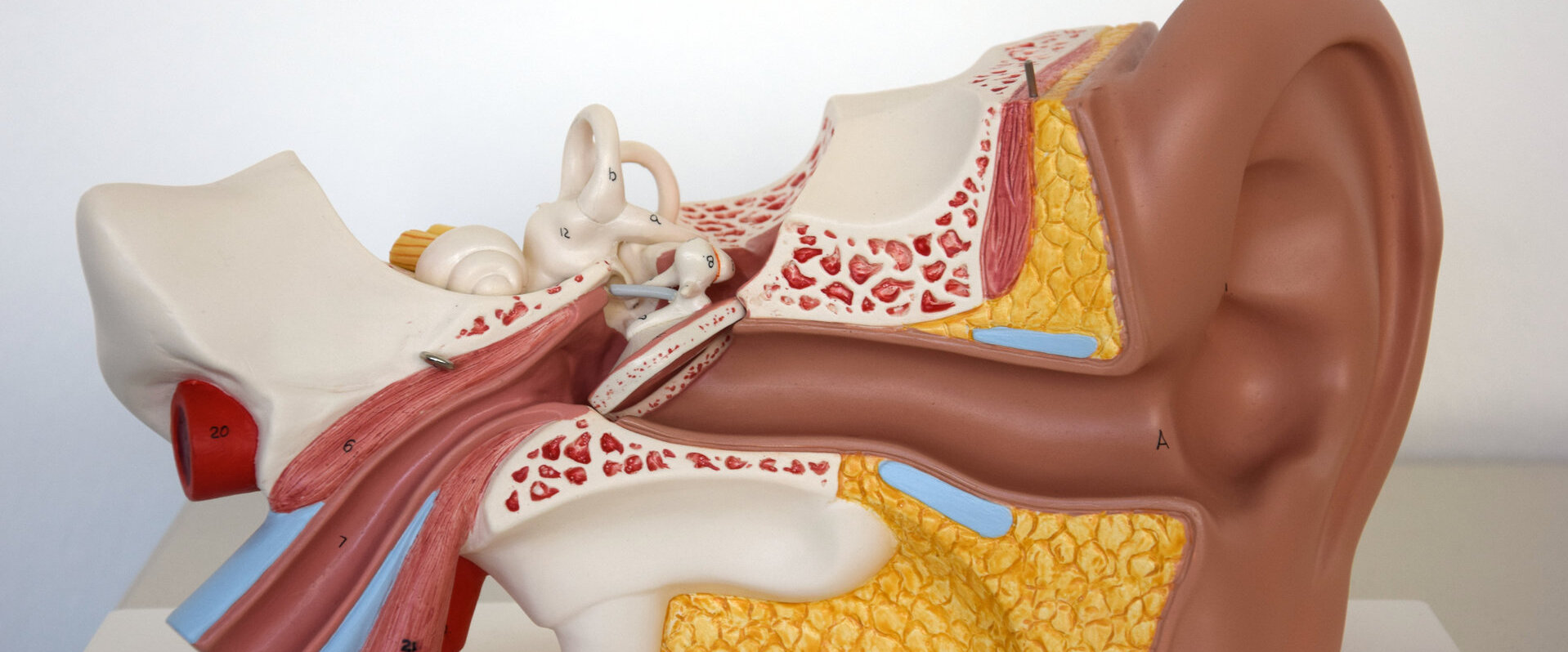 Anatomisches Modell Ohr FG Kommunikationswissenschaft