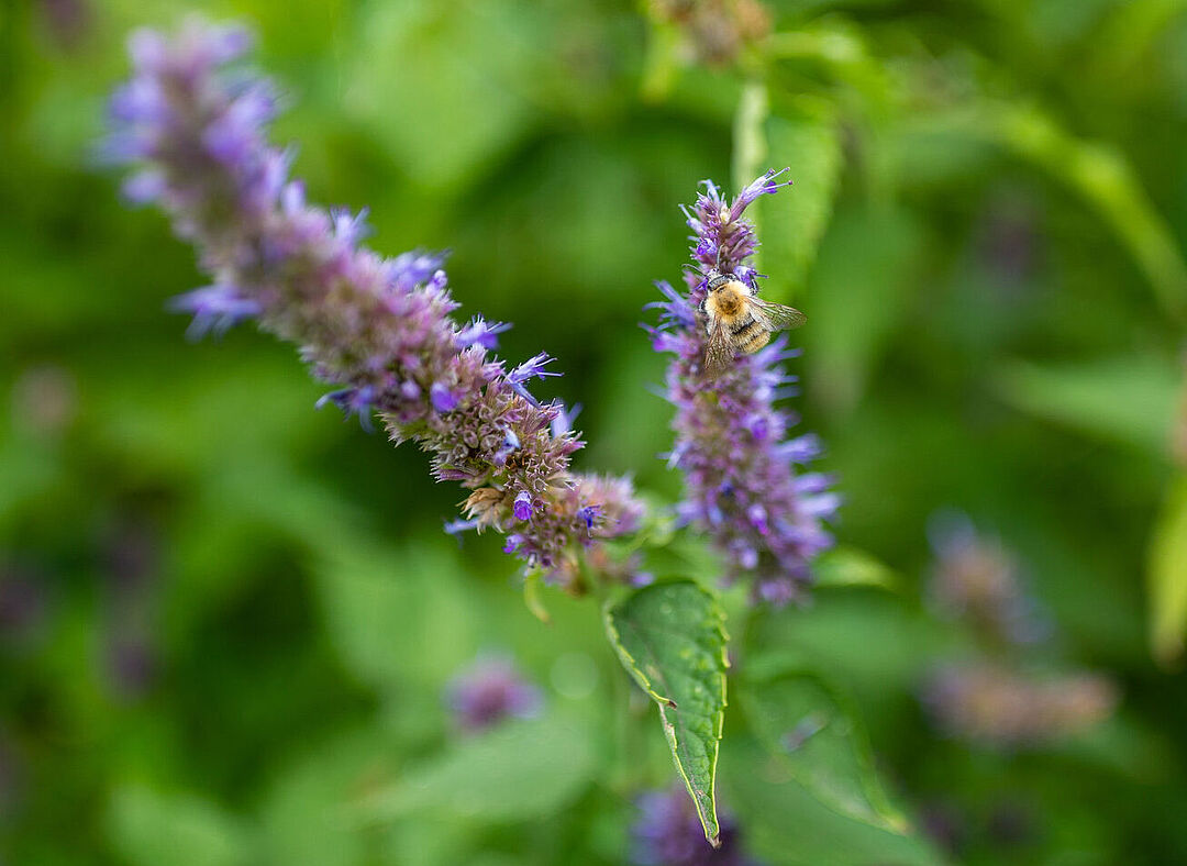 Understanding Wild Bees