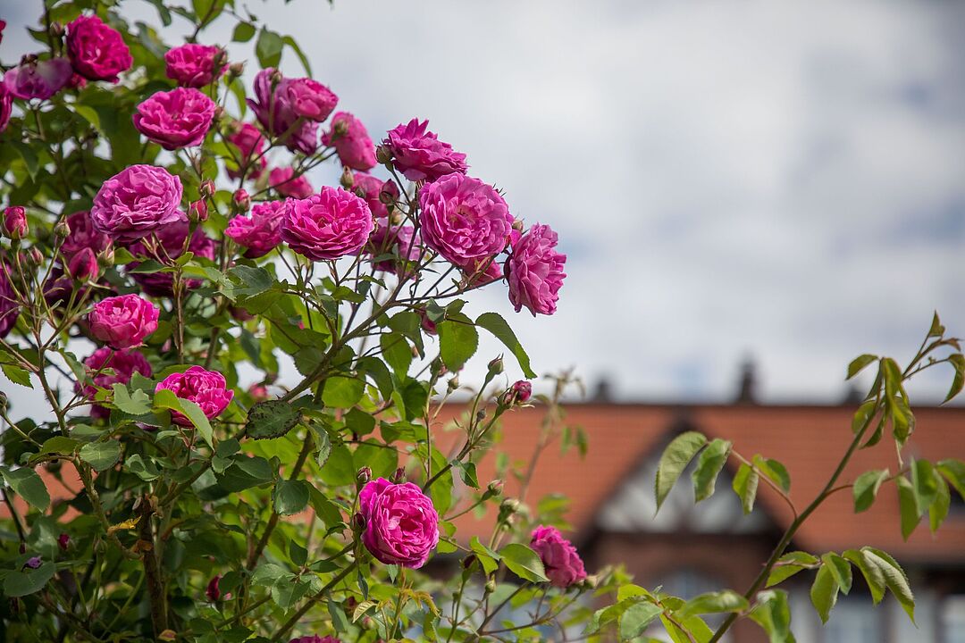 Eine Besonderheit des 1903 angelegten Rosengarten ist, dass damals moderne Rosenarten angepflanzt wurden. Zu sehe ist die Rose „Tom Wood“. 