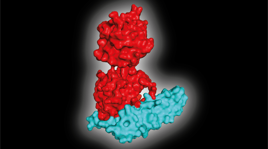 Die beiden Proteine OCP1 und FRP passten zufällig schon zueinander, ehe sie zusammentrafen.