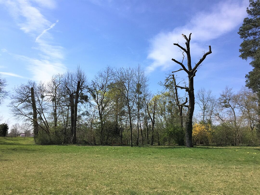 Abgestorbene Bäume im Schlosspark Schwetzingen im Frühjahr 2022