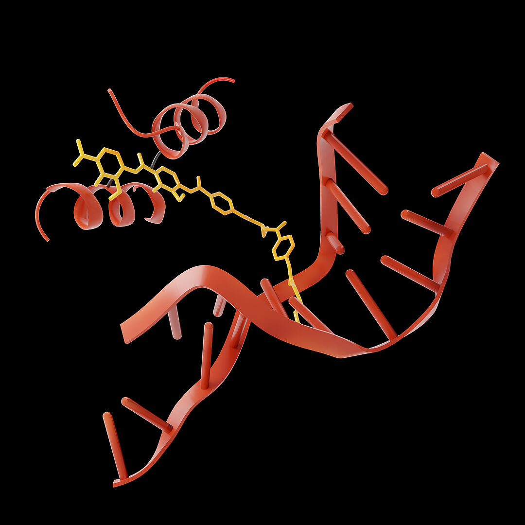 Albicidin (links) dockt an das Enzym Gyrase an (Mitte, in gelb). Dieses ist gerade dabei, die DNA eines Bakteriums (rechts) für einen Kopiervorgang aufzutrennen. Stoppt Albicidin dieses Auftrennen mitten im Prozess, stirbt das Bakterium ab. 