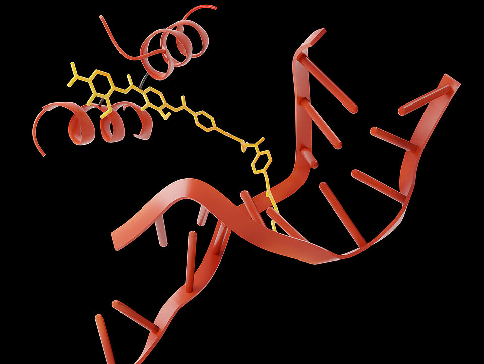 Albicidin (links) dockt an das Enzym Gyrase an (Mitte, in gelb). Dieses ist gerade dabei, die DNA eines Bakteriums (rechts) für einen Kopiervorgang aufzutrennen. Stoppt Albicidin dieses Auftrennen mitten im Prozess, stirbt das Bakterium ab. 