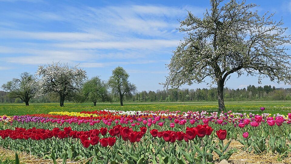 Eine grüne Wiese mit vielen bunten Tulpen, im Hintergrund sieht man Bäume und einen klaren blauen Himmel
