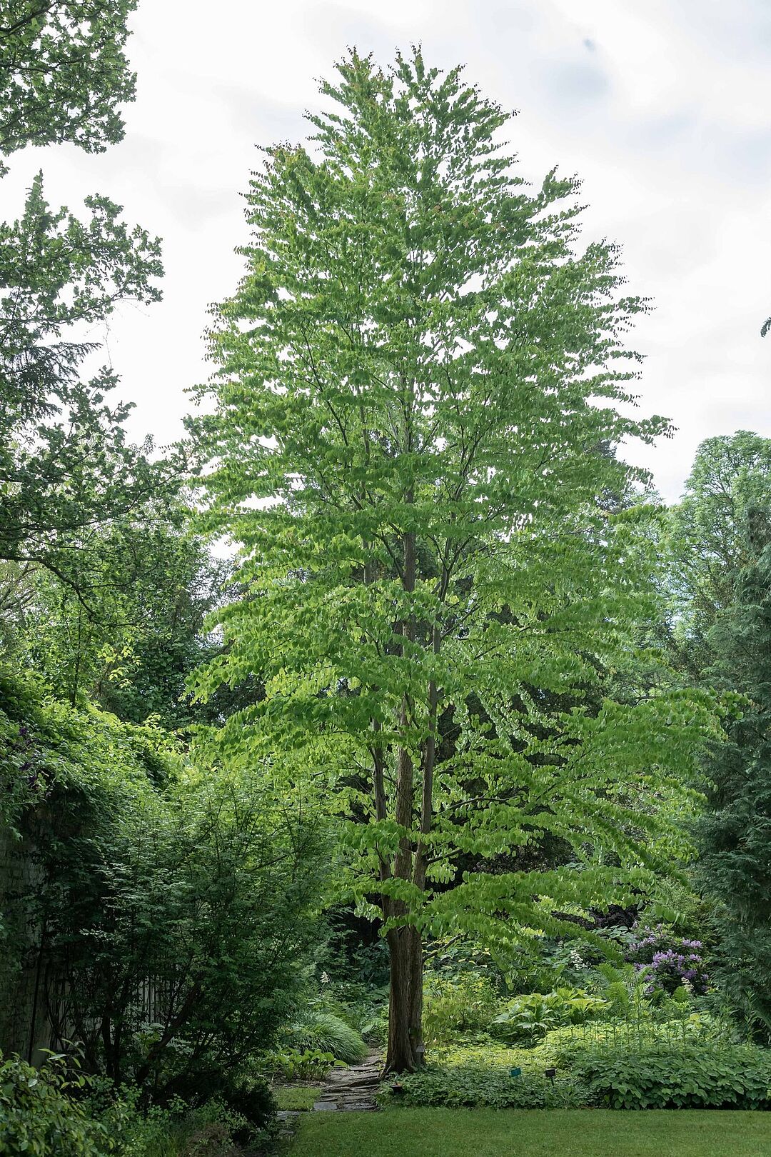 Ein Prachtexemplar: der Lebkuchenbaum (Cercidiphyllum japonicum) im Lehrgarten.