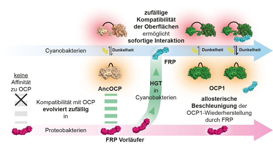 Im Lichtschutzsystem von Cyanobakterien bindet das Fluorescence Recovery Protein (FRP) an das aktivierte Orange Carotenoid Protein OCP1, um dessen Ausgangsform wiederherzustellen. Durch horizontalen Gentransfer (HGT), einem Prozess, bei dem Bakterien genetisches Material austauschen, wurde ein Vorläufer des FRP-Proteins in die Cyanobakterien transferiert. Die Rekonstruktion der ursprünglichen Proteinsequenz zeigt, dass sich die gegenseitige Kompatibilität von FRP und OCP unabhängig voneinander in völlig unterschiedlichen Mikroben-Arten entwickelt hat.